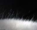 Sparkling Samoyed fur